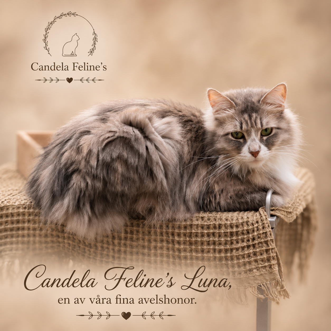 Candela Feline's Luna Tracey Beaker